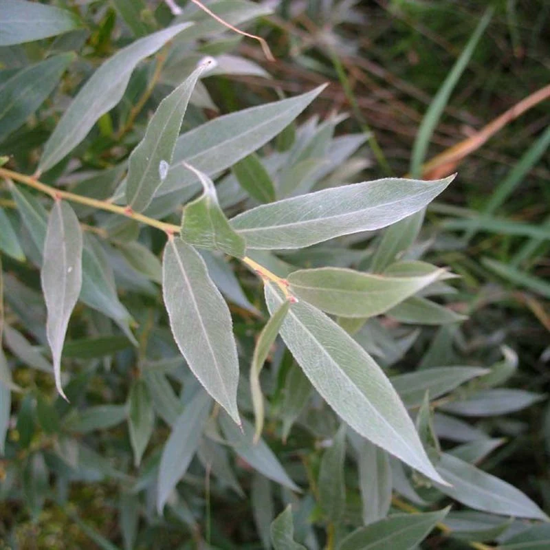 Silver Leaf Willow (Salix alba var. sericea or Salix alba ‘Sericea’)