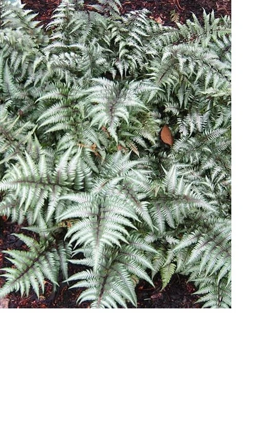 Silver Metallic Fern
