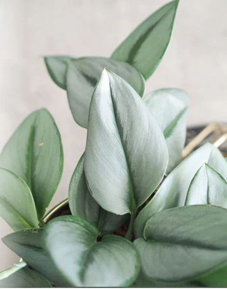 Silver Sterling Moonlight Pothos