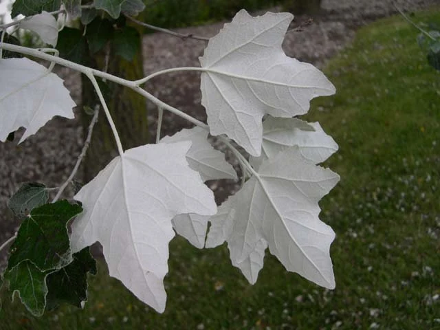 Silver Poplar Tree (Populus alba)