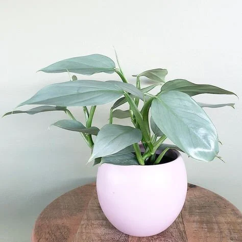 Silver Sword Philodendron (Philodendron hastatum)