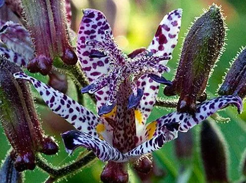 Sinonomé Blue Toad Lily (Tricyrtis hirta ‘Sinonome Blue’)