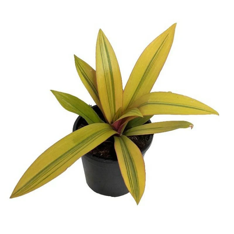 Sitara’s Gold Tradescantia (Tradescantia spathacea ‘Sitara’s Gold’)
