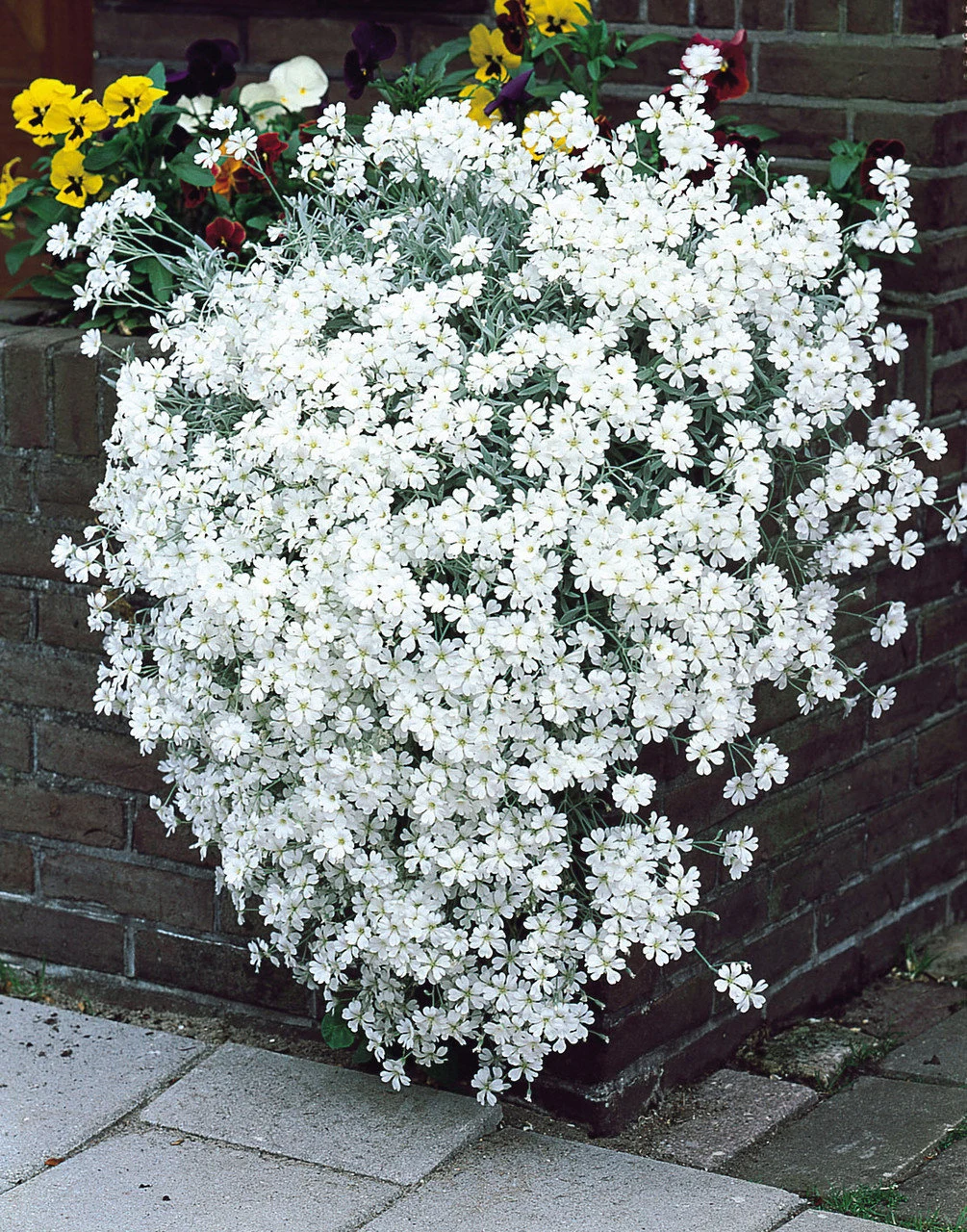 Snow-in-Summer (Cerastium tomentosum)