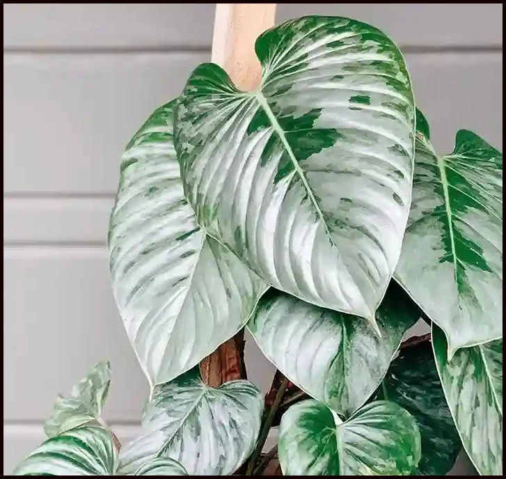 Sodiroi Philodendron