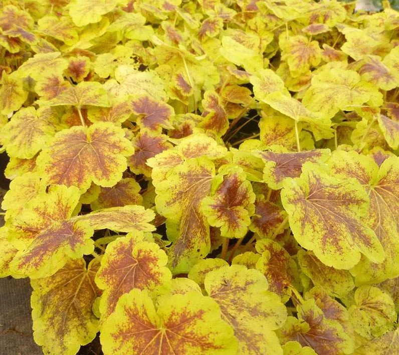 Solar Eclipse Heuchera