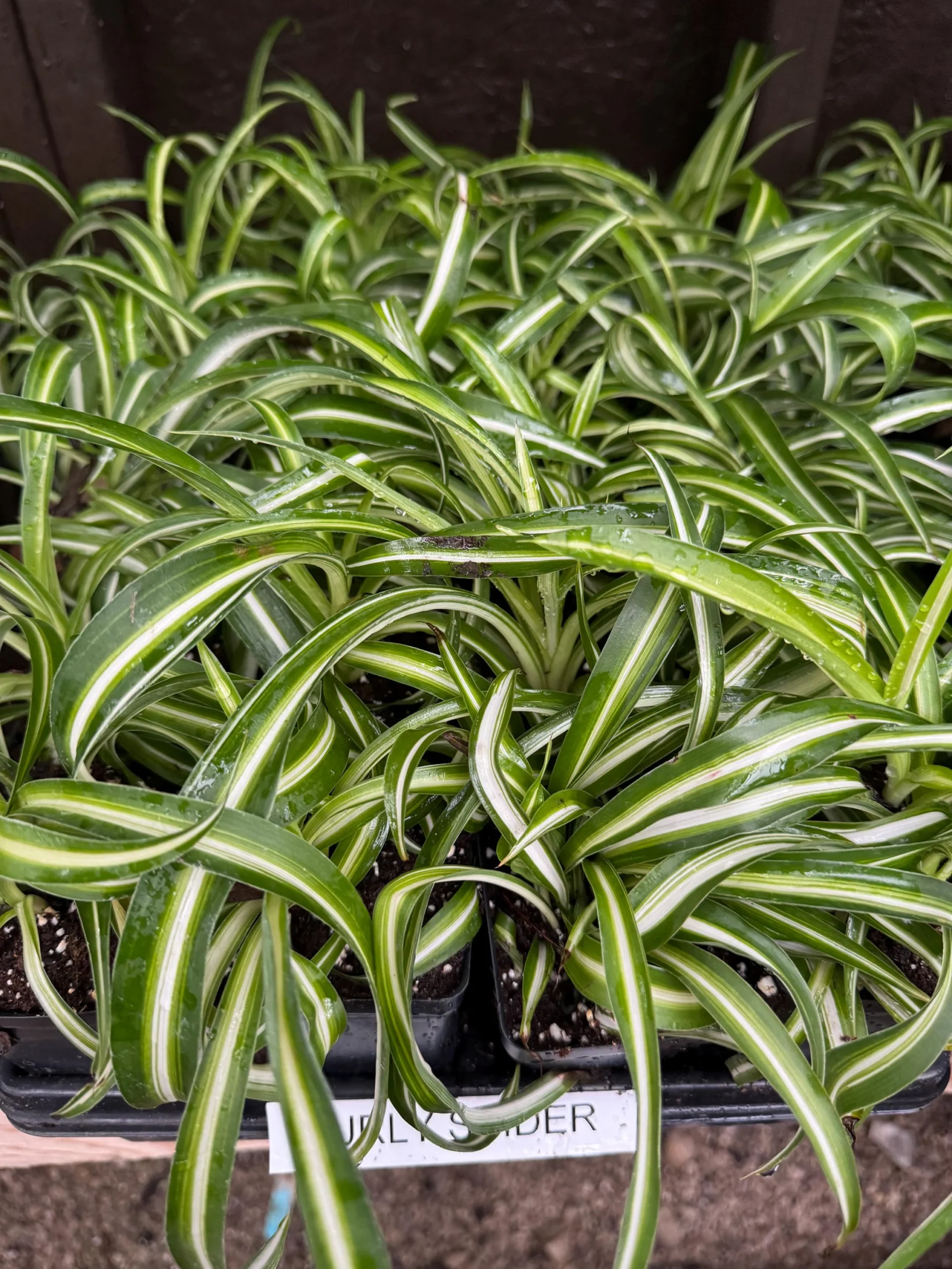 Spider Plant Care Guide