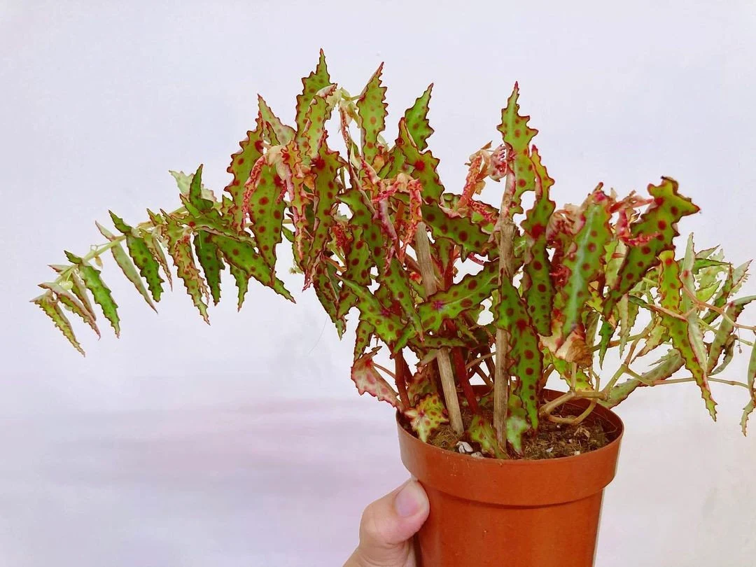 Spotted Begonia amphioxus Care Guide