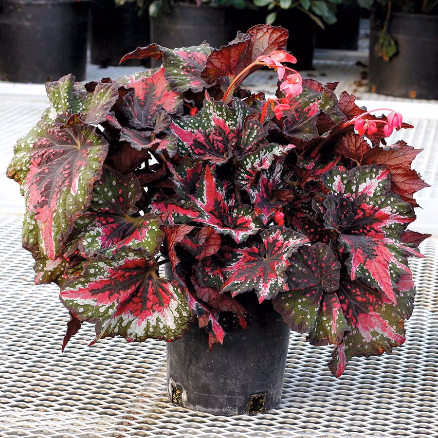 St. Nick Rex Begonia Care Guide