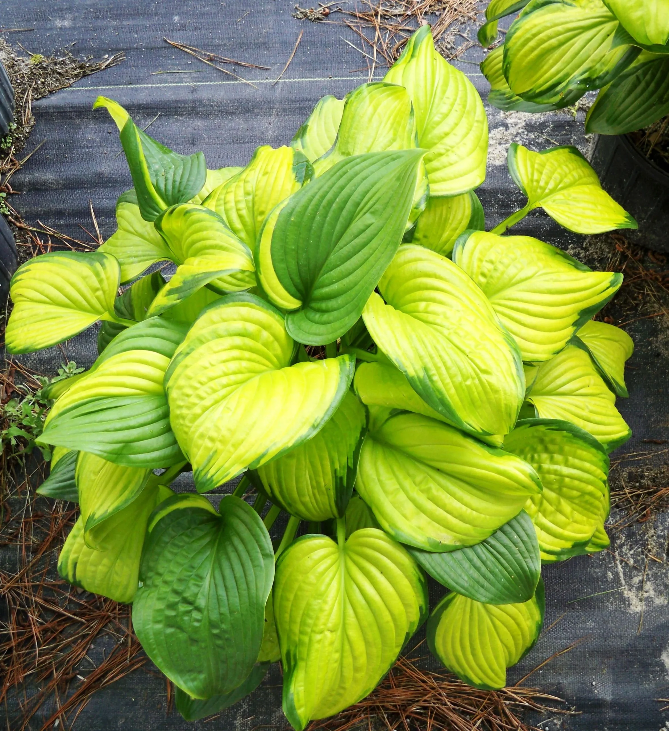 Stained Glass Hosta Care Guide