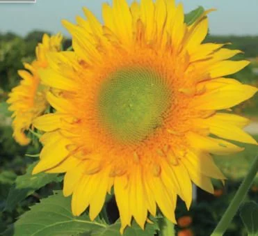Starburst Greenburst Sunflower Seeds – Overview & Growing Guide