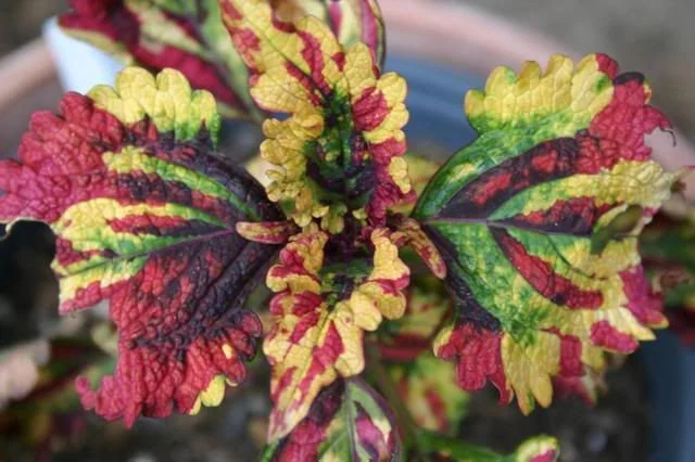 Stormy Weather Coleus – Care Guide