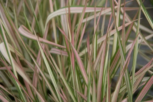 Strawberries and Cream Grass – Care Guide