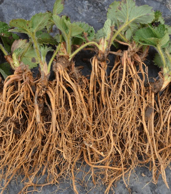 Everbearer Strawberry ‘Eversweet’ Care Guide