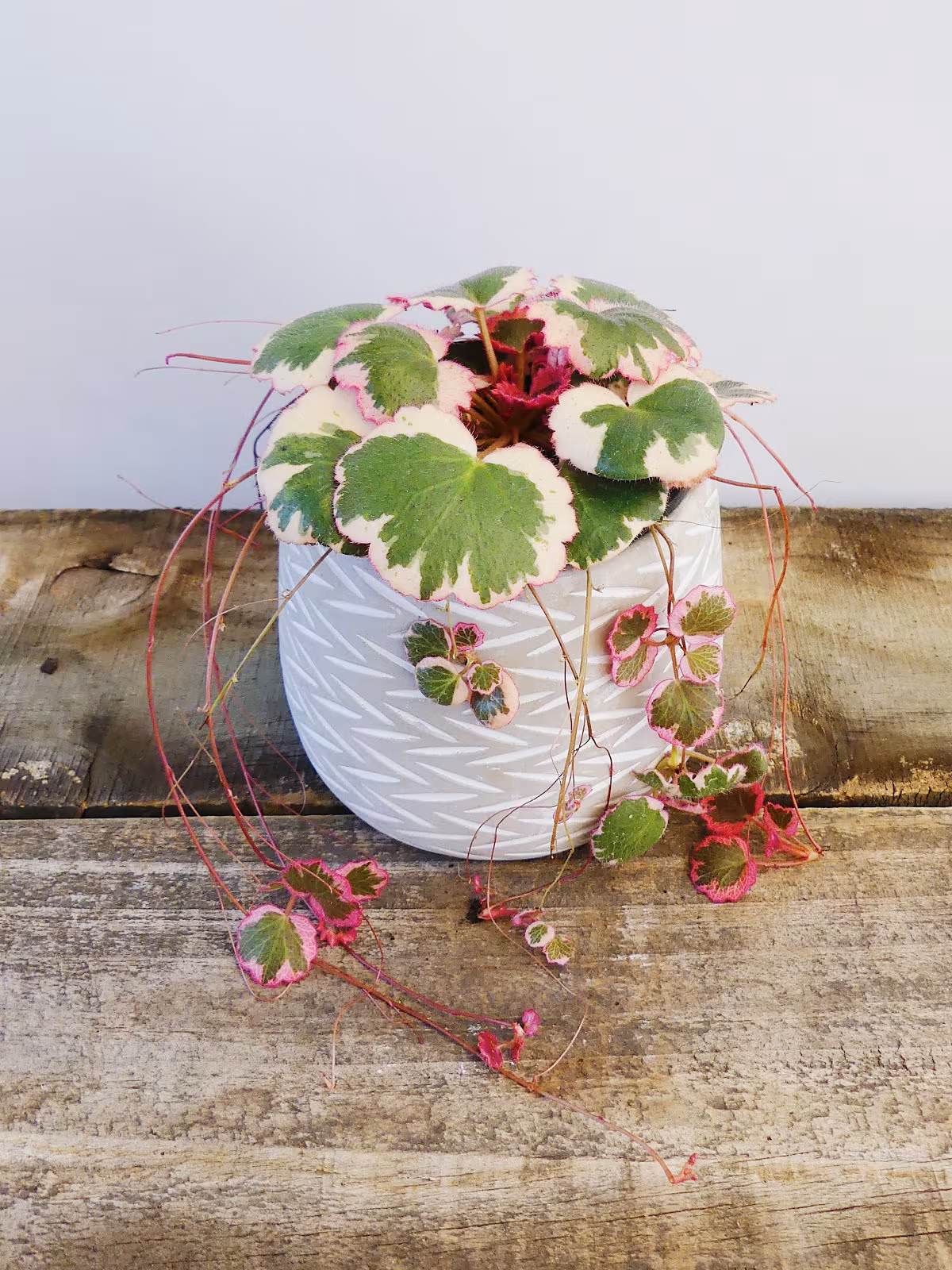 Strawberry Begonia (Saxifraga stolonifera) – Care Guide
