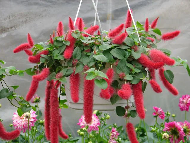 Strawberry Firetail Grass Care Guide