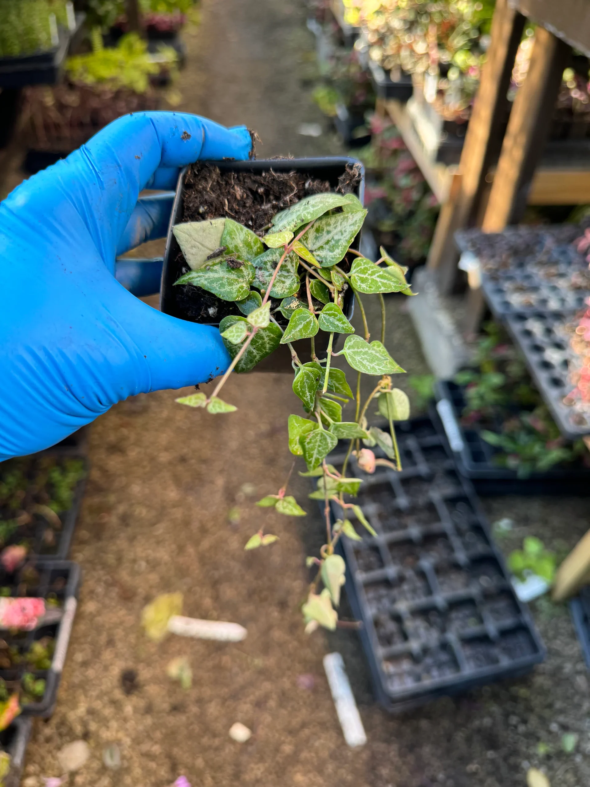 String of Arrows (Senecio radicans)
