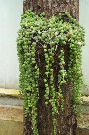 Care Guide for String of Pearls (Senecio rowleyanus) Trailing Succulent