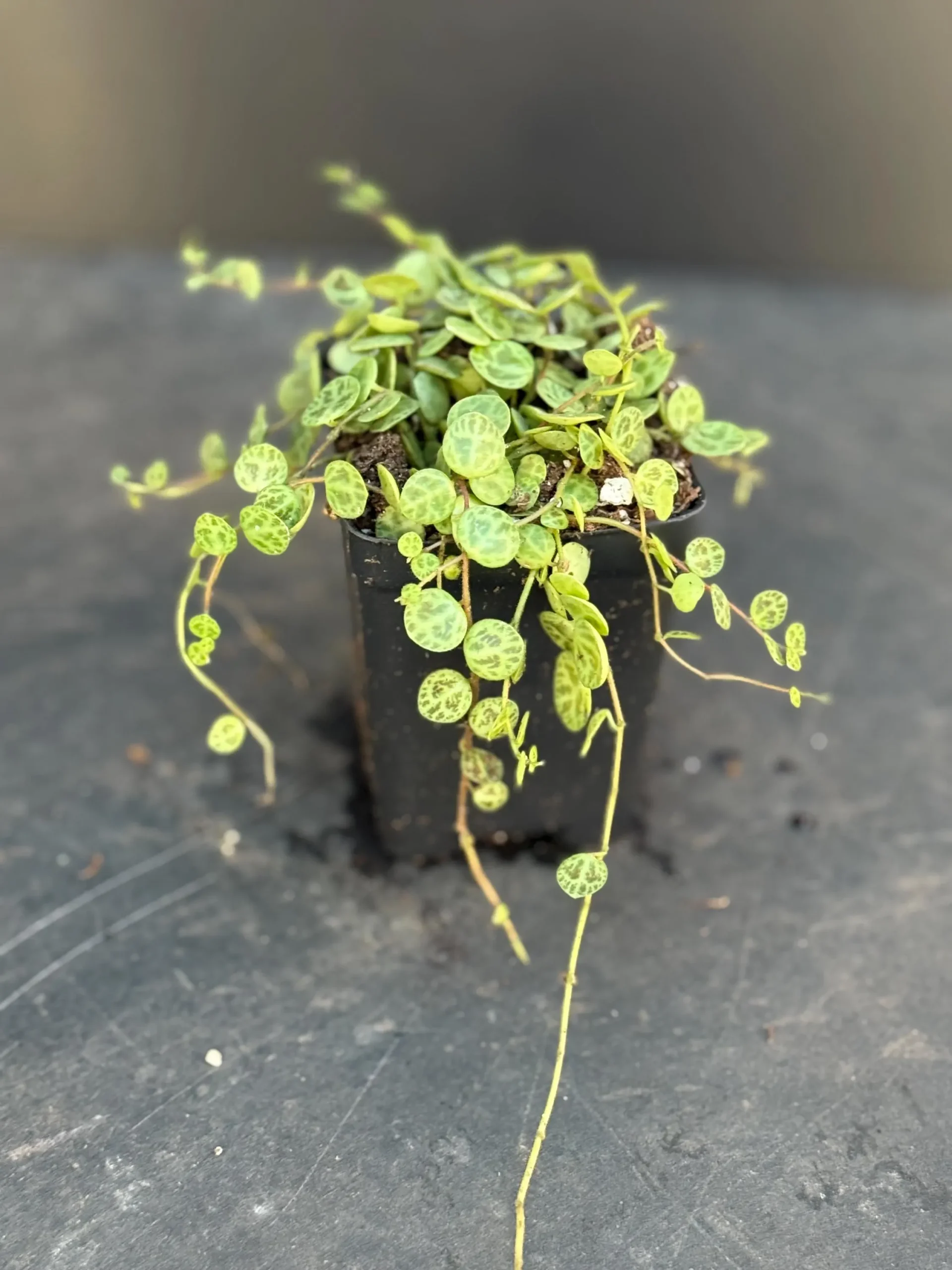 Care Guide for String of Turtles (Peperomia prostrata) Trailing Succulent