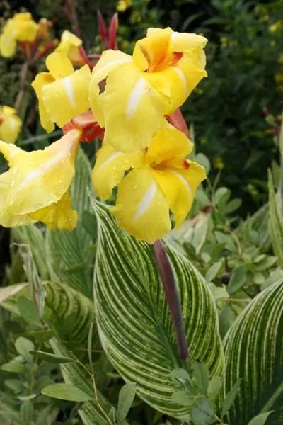 Care Guide for Striped Beauty Canna Lily (Canna x generalis)