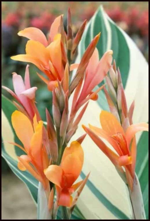 Care Guide for Stuttgart Canna Lily (Canna x generalis)