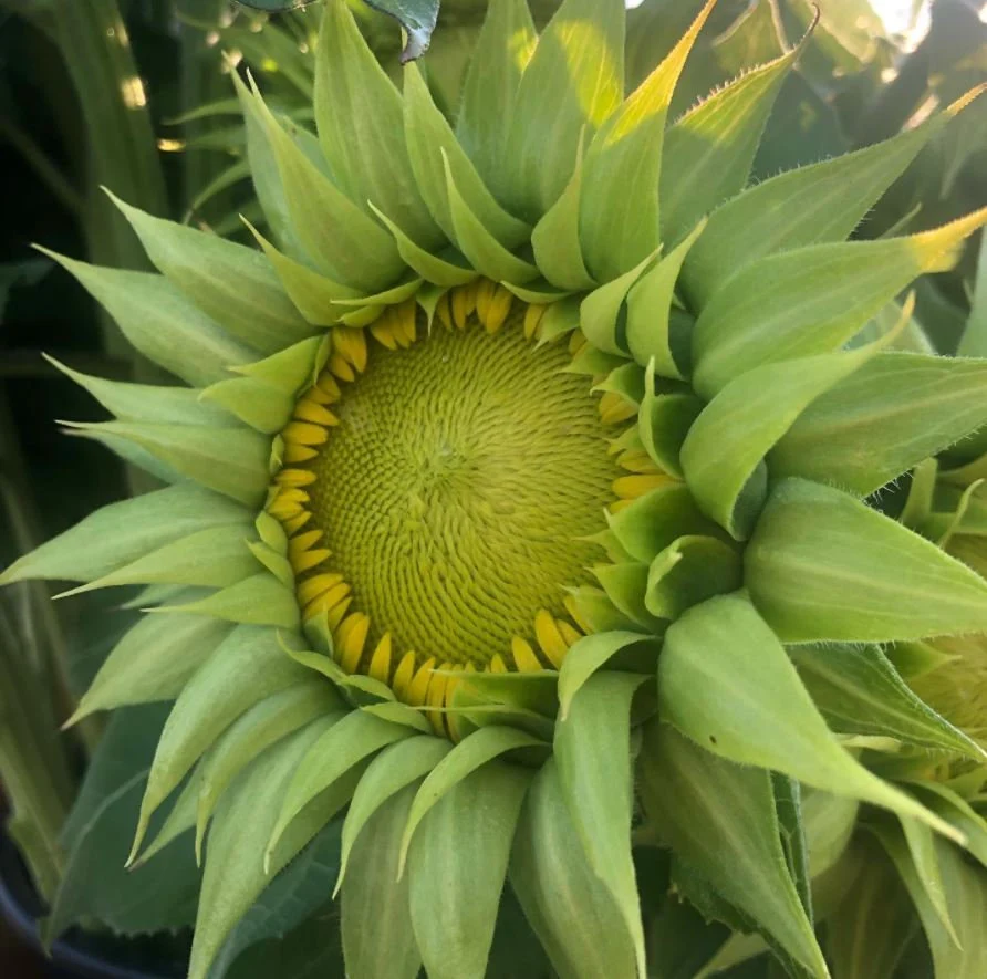 Sunfil Green Sunflower Seeds