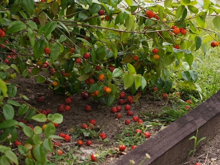 Suriname cherry (Eugenia uniflora)