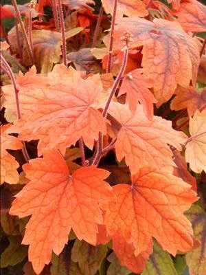 Sweet Tea Heuchera Care Guide