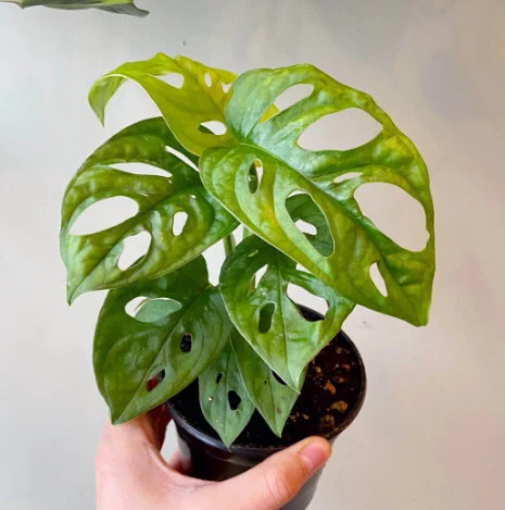 Swiss Cheese Monstera Care Guide