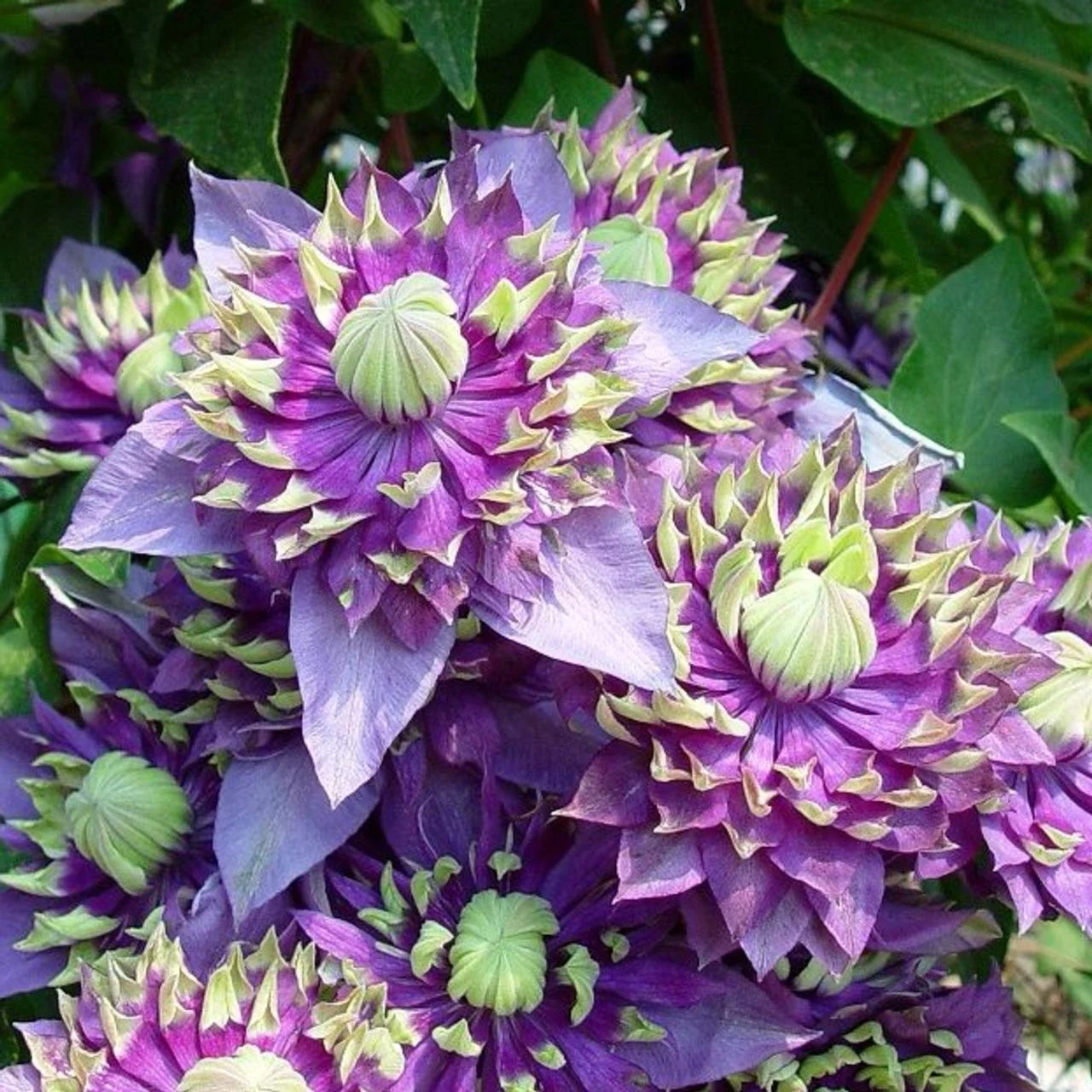 Taiga Clematis Care Guide