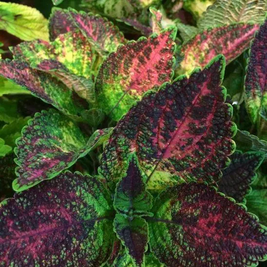 Tapestry Coleus Care Guide