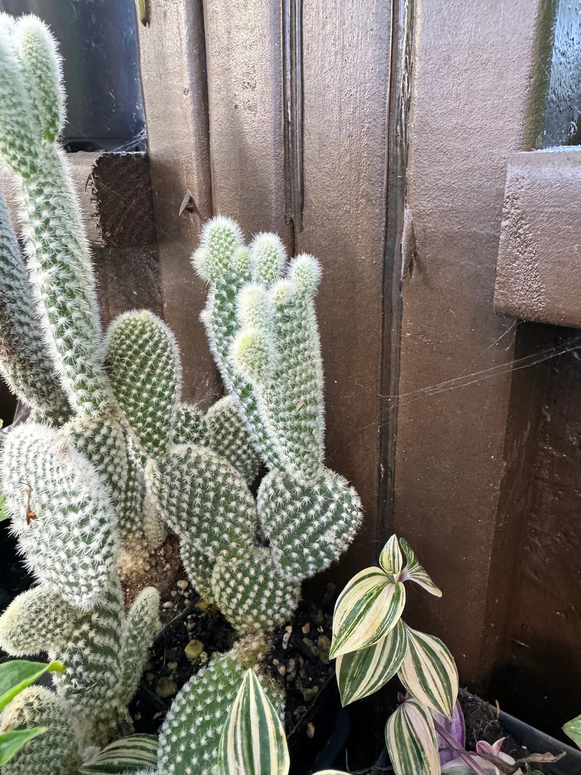 Care Guide for Teddy Bear Cactus (Cylindropuntia Bigelovii)