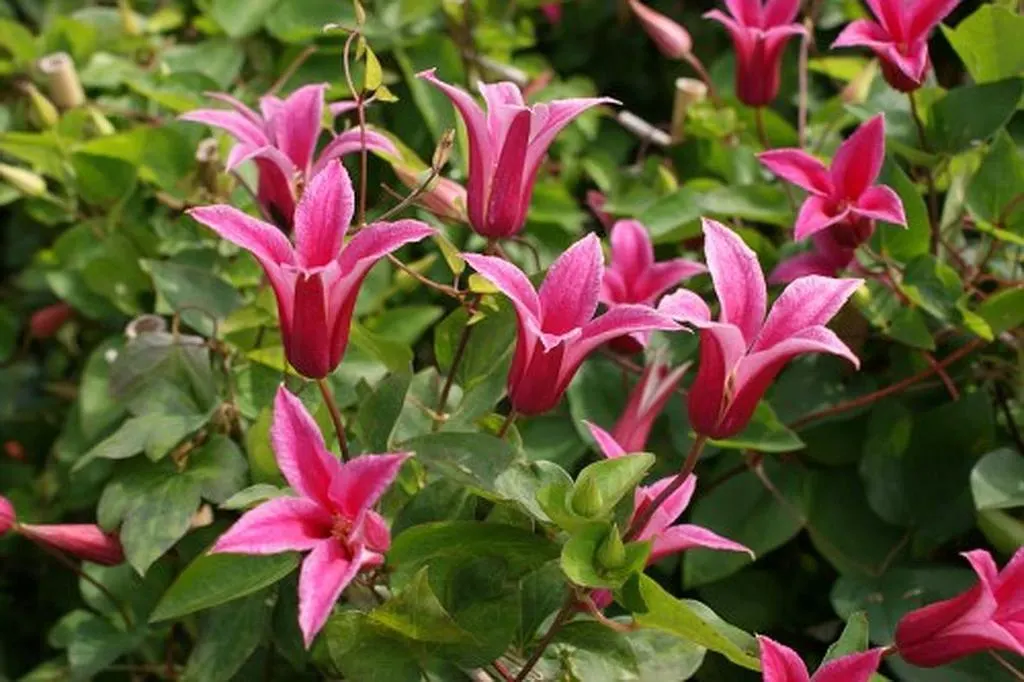 Care Guide for Texas Princess Kate Clematis (Clematis ‘Texas Princess Kate’)