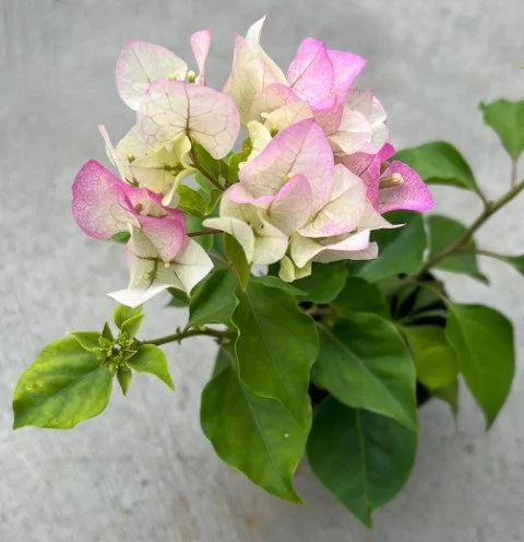 Care Guide for Thai Delight Bougainvillea (Bougainvillea glabra ‘Thai Delight’)
