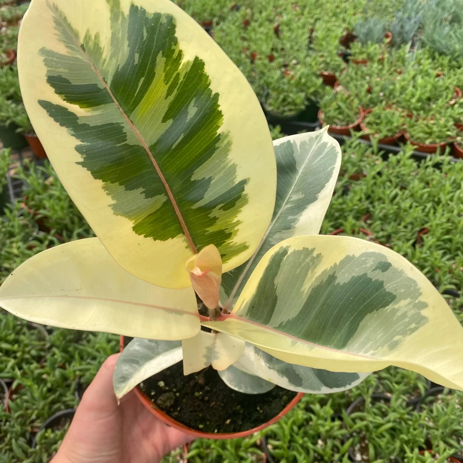 Care Guide for Tineke Rubber Tree (Ficus elastica ‘Tineke’)