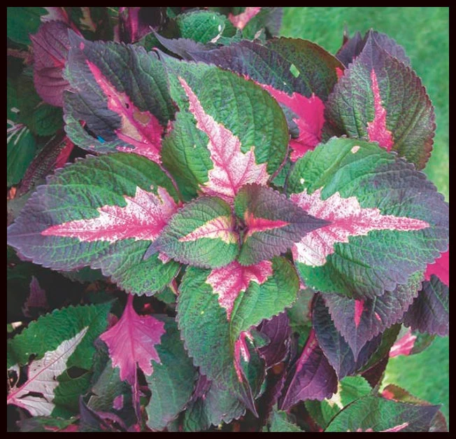 Tricolor Perilla Coleus