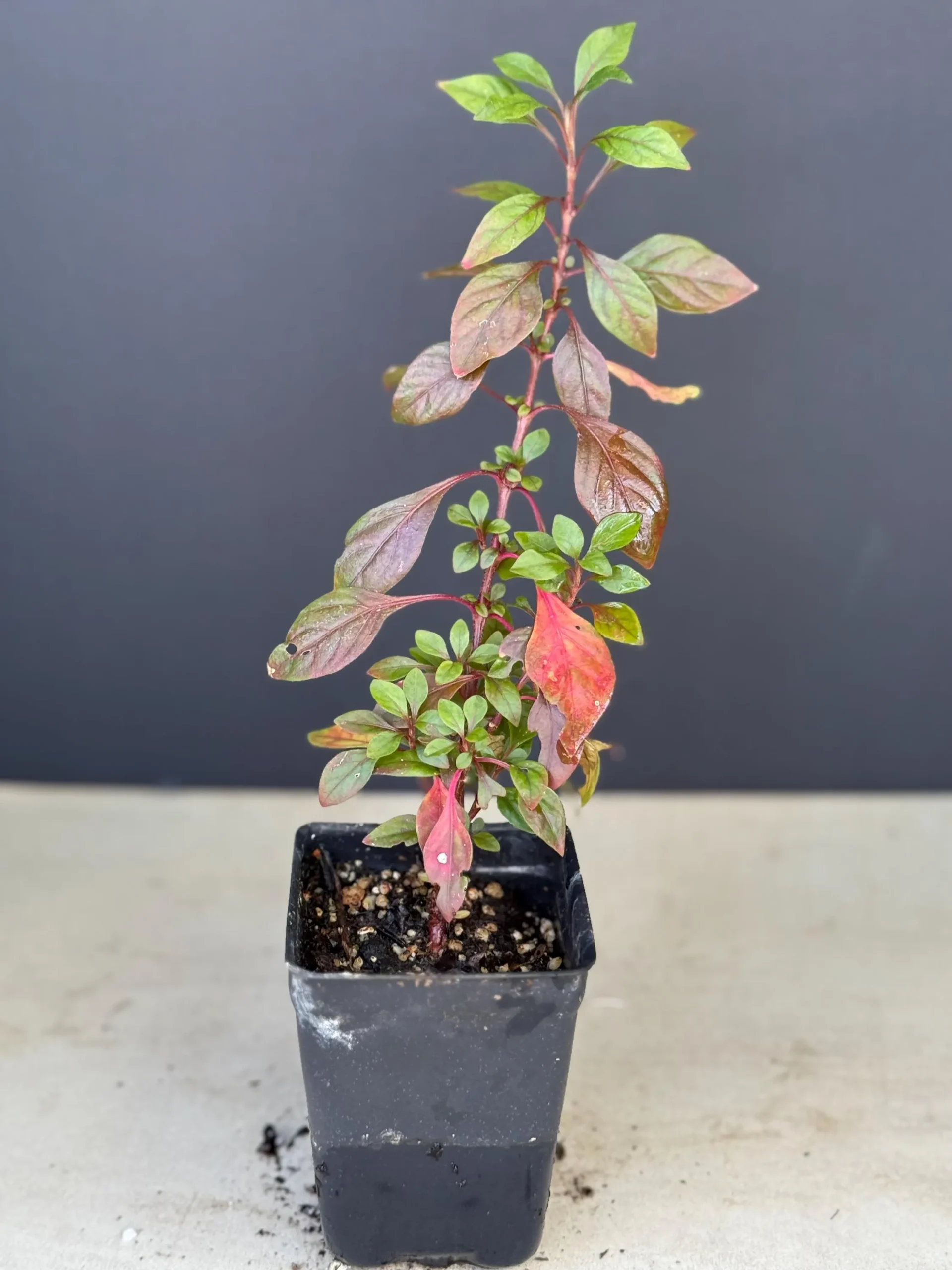 Tricolor Red Carpet Alternanthera