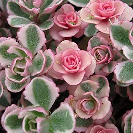 Tricolor Sedum