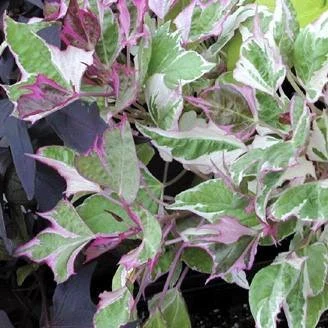 Tricolor Sweet Potato Vine (Ipomoea batatas)