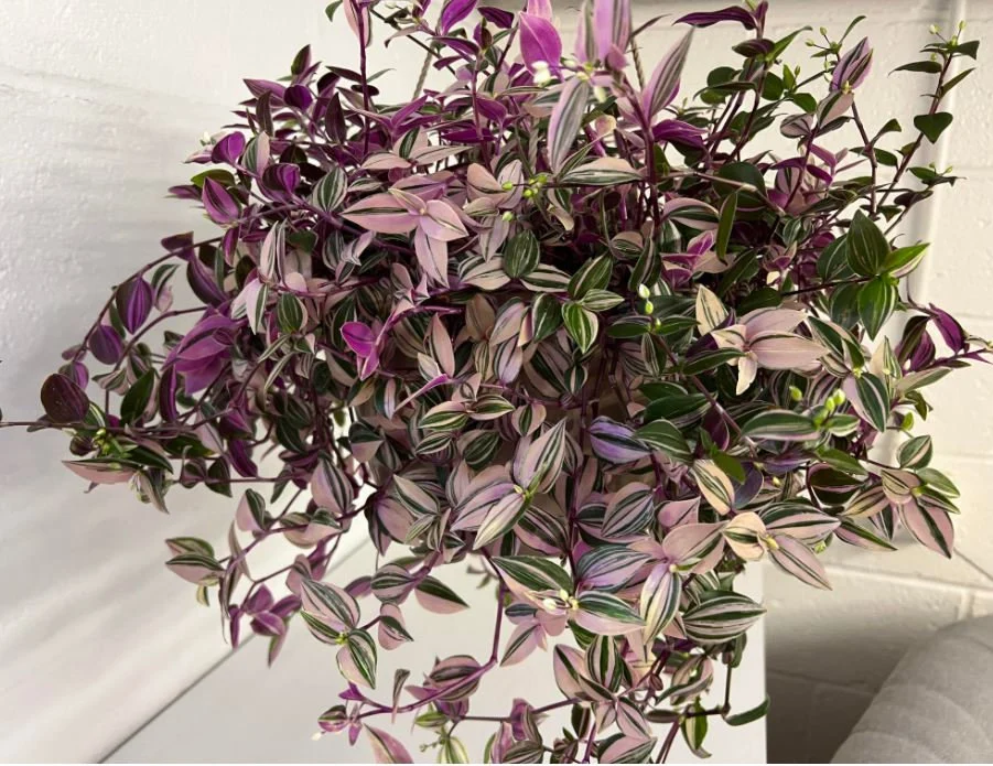 Tricolor Fluminensis Tradescantia