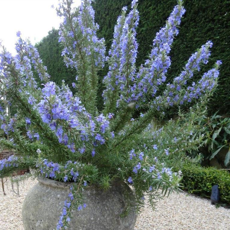Tuscan Blue Rosemary Care Guide