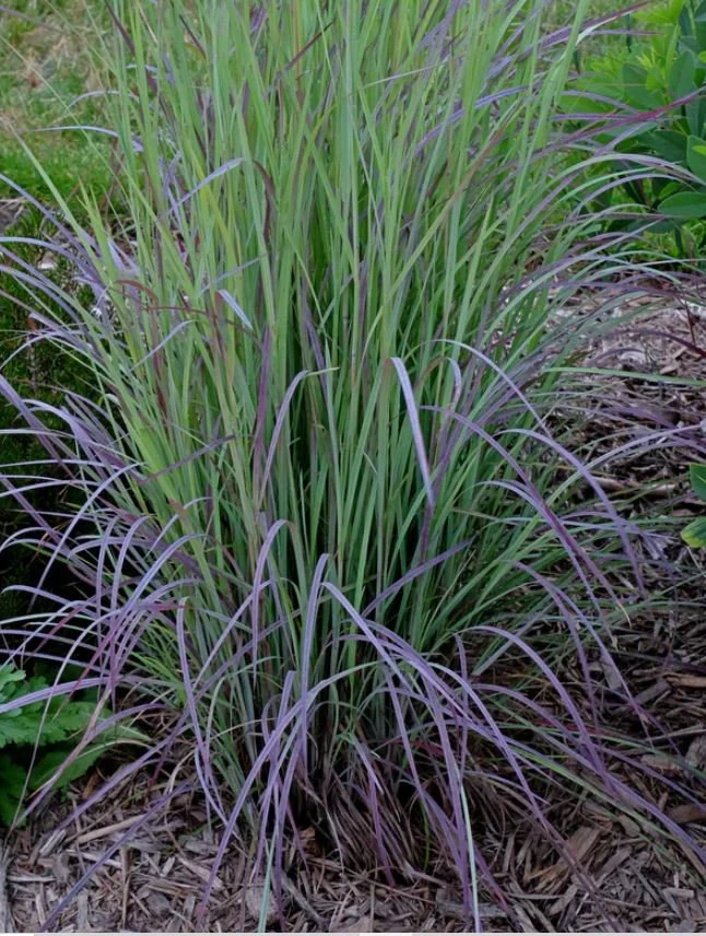 Twilight Zone Grass Care Guide
