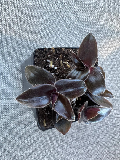 Care Guide for Unknown Black Tradescantia (Wandering Jew)