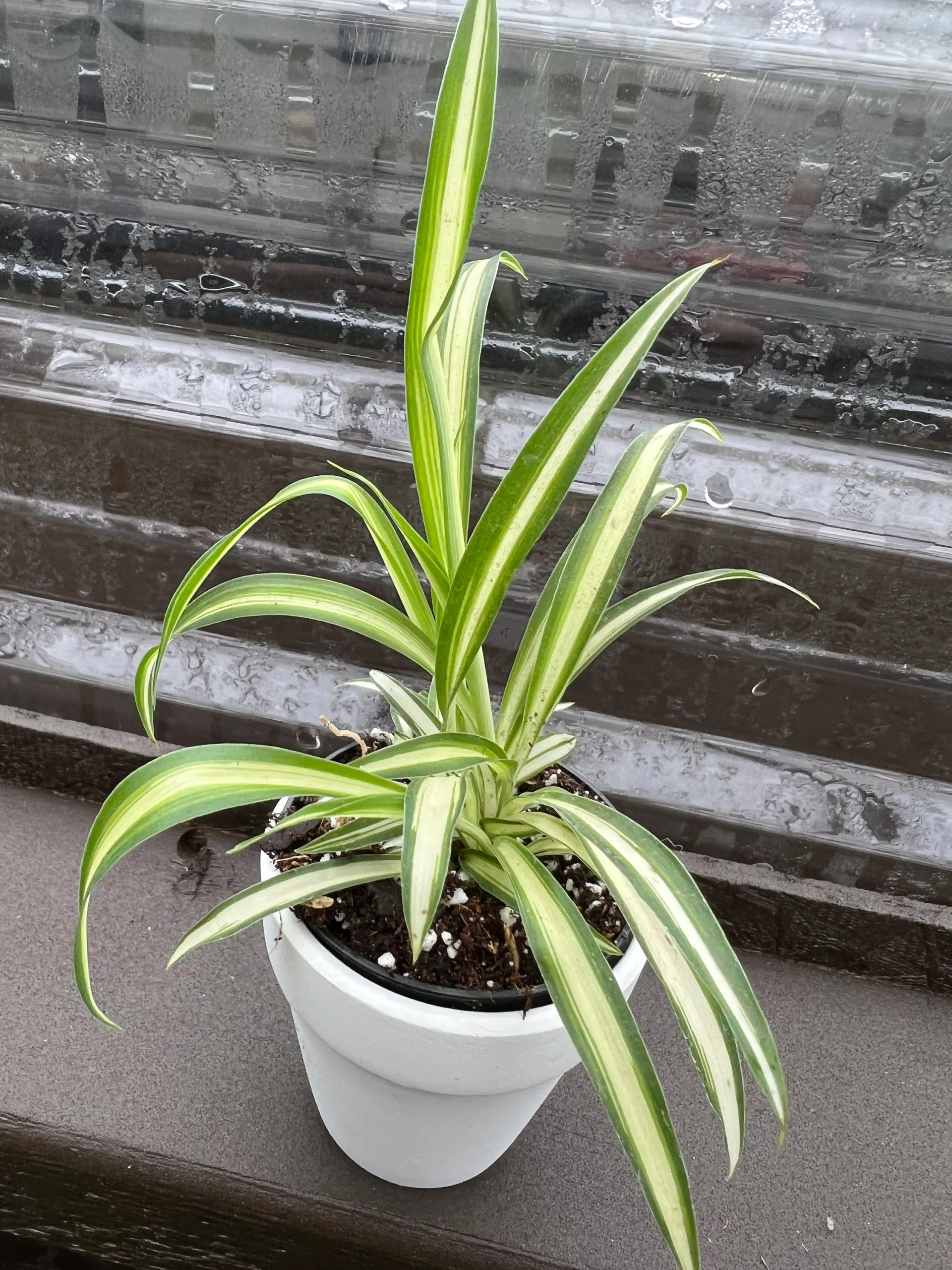 Care Guide for Variegated Spider Plant