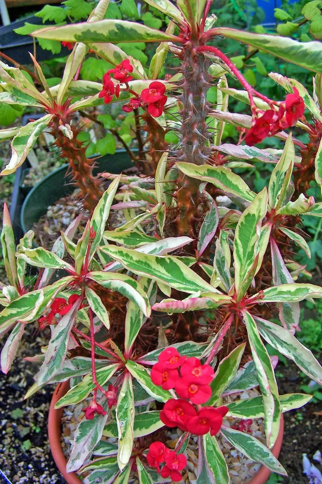 Care Guide for Variegated White Lighting Crown of Thorns (Euphorbia milii)