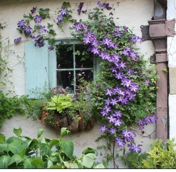 Care Guide for Venosa Violacea Clematis