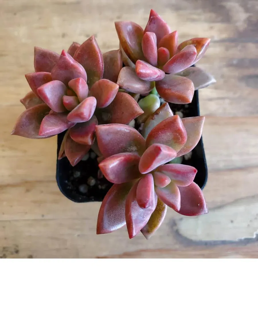Care Guide for Vera Higgins Red Sedum