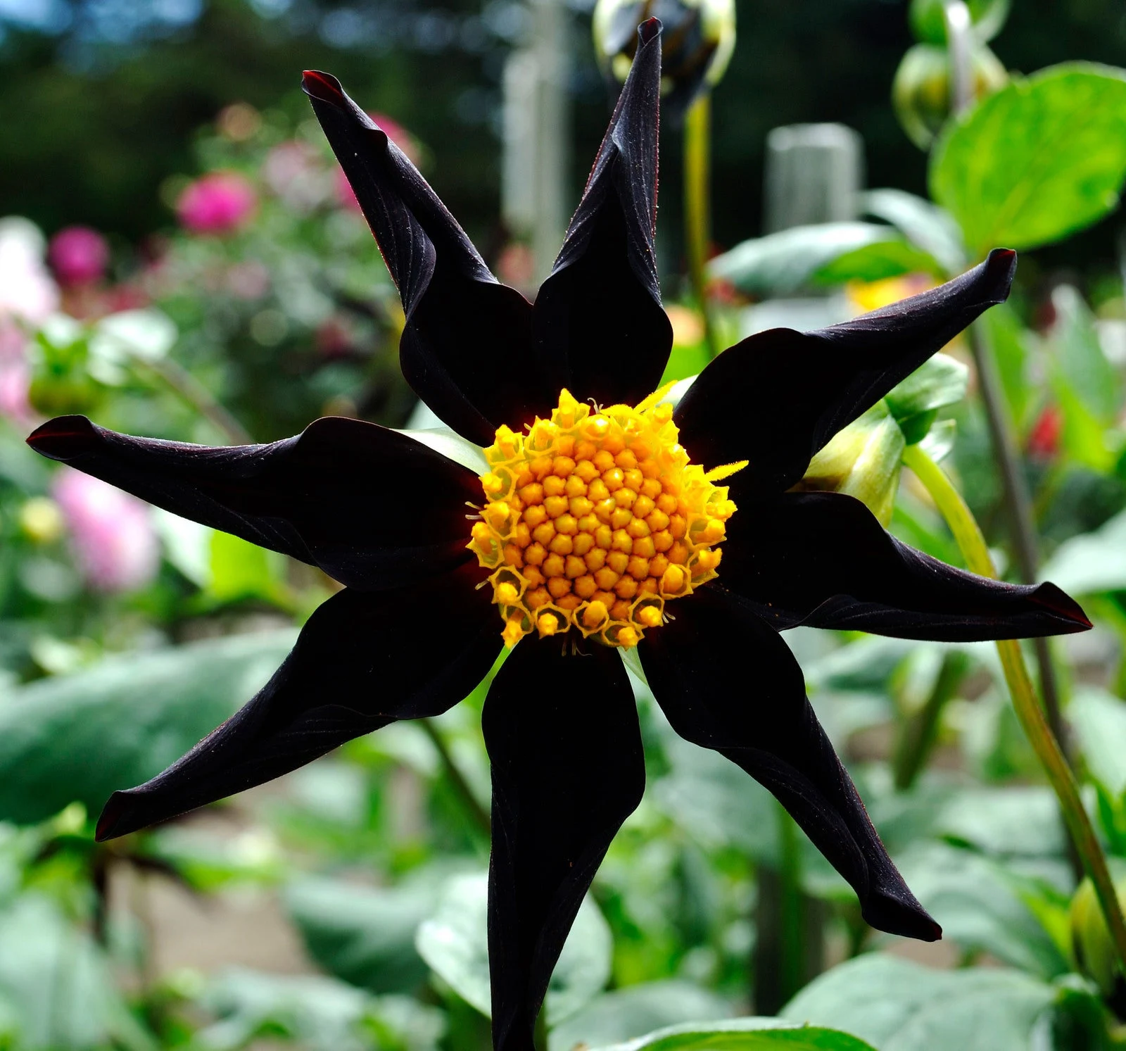 Verrone’s Obsidian Black Dahlia