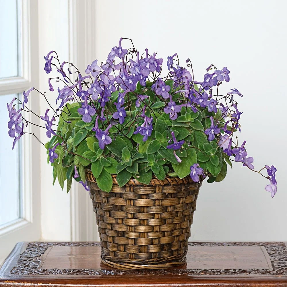 Violet Primrose (Primula spp.) Care Guide