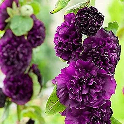 Violet Hollyhock Care Guide